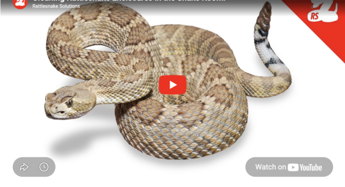 Cleaning Rattlesnake Enclosures in the Snake Room!